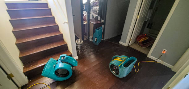 Best Professional water damage repair  in Citronelle, AL