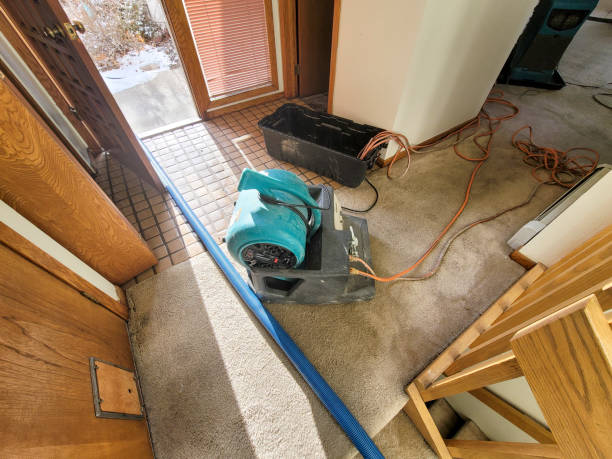 Best Local water damage restoration  in Citronelle, AL